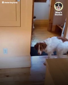 57K views · 2.5K reactions | Two-legged dog walks like a human  | House of tricks | Facebook