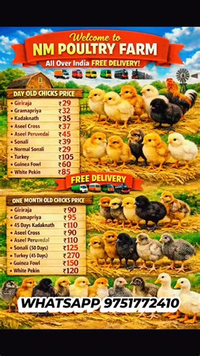 NM POULTRY FARM on Instagram: "All Variety Poultry Farming Chicks for sale with all over INDIA free delivery #poultry #poultryfarming #chicks #kadaknath #turkeybird #poultrylovers #chick #guineafowl #poultrylovers #kadaknathchicks #sonalichickenforsale #sonalichickenfarming #aseelchicks #aseelcross #aseelperuvidai #aseelchicken #kadaknathfarm"