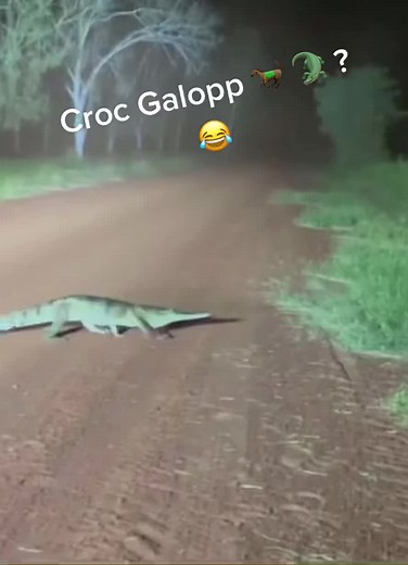 Crocodile Galloping: Amazing Footage of a Croc Running Up a Tree