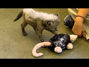 Cheetah Cub Playing in Nursery - Cincinnati Zoo