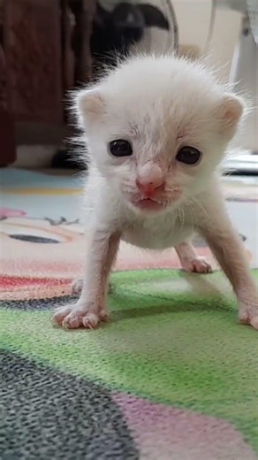 UPDATE: LITTLE KITTEN ON HIS FIRST STEPS..