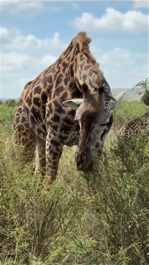 The cutest giraffe, eating off of acacia tree