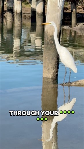 Very firm birds there birds, very stiff, be careful as they can do damage #theriverwarden #animals #comedy #aussie | Theriverwarden