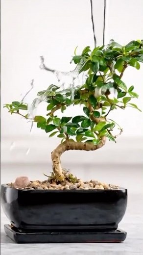 Before You Water Your #Bonsai… Watch This #bonsaitree