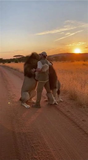 Two Wild Lions Run to Hug a Man 😱❤️ | Rare Emotional Wildlife Moment #Lions #Wildlife #ViralVideo