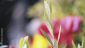 Olive, botanical name Olea europaea, meaning European olive is small tree in family Oleaceae, found traditionally in Mediterranean Basin.