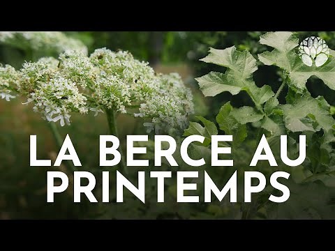 La berce commune au printemps