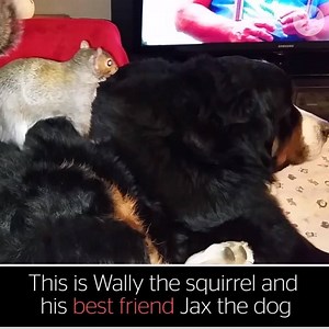 This squirrel and dog are friendship goals 😍 | The Independent