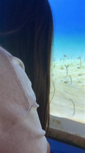 「なんだこれ❗️」 と、興味深そうに30分ほど見つめたり、動画撮ったり、話しかけたりしてました。 「この人たちは今どんな気持ちなんだろう。」って言っていたけれど、多分なにも思ってないよ。 というか人じゃないし。 チンアナゴの人生の背景を考えられてしまう。 美術館じゃないんだからっ。 アナゴ「フグ田くん〜〈⸅̨᷇͞͞ˬ̵̮̑̉⸅̮̖᷆͵̸ͥ͛˒ͥͥ 」 #アナゴさん#チンアナゴ#彼女#水族館#美術館