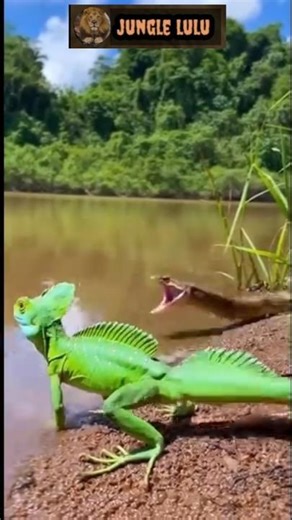 Dangerous Snake Attack on Chameleon | Wildlife Moment 😳 #shorts!