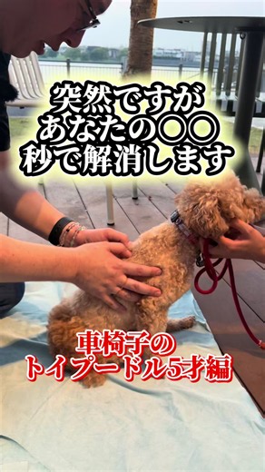ペット整体｜車椅子のトイプーが軽快に歩けるようになった方法