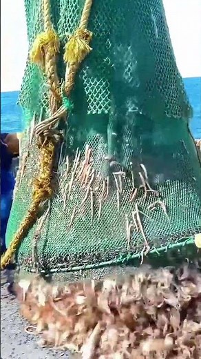 Amazing Trawling Process | Large-Scale Fishing Operation