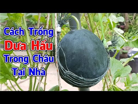 Cách trồng dưa hấu trong chậu tại nhà