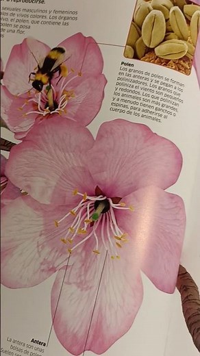 The parts of a flower #cherryflower