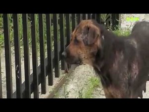 Animal Cops Miami - Race for Life