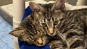 You have the eyes of a hawk if you can work out two-headed cat optical illusion