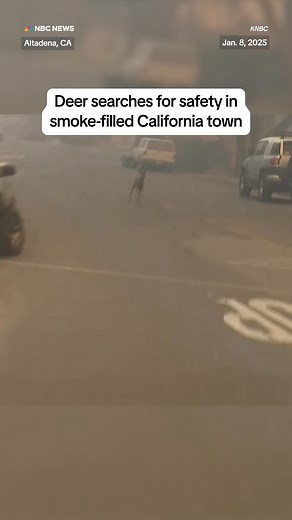 11M views · 100K reactions | A deer searches for safety from one of the wildfires covering #California, walking along the streets of smoke-filled Altadena. NBC LA | NBC News | Facebook