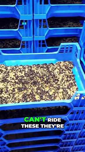 Exploring the Life Cycle of Darkling Beetles