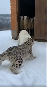Snow Leopard Charges the Flock — Alabai Faces the Predator Alone