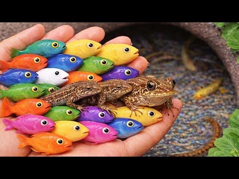 Catching strange freshwater fish in small ponds & giant colorful frogs, pencil fish, betta fish