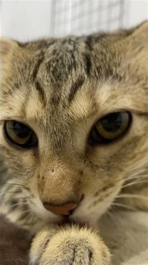 Mèo Quyến Rũ #cat #dongvatdangyeu #dongvatdethuong