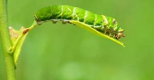 Chenilles vertes dans les géraniums : comment lutter (efficacement) contre ces nuisibles ?