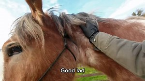 As promised, an update from Patrick 🐴 Our BHS President, Martin Clunes, has been teaching him some new tricks. Oh well done Patrick! 🙏 #horsehumanbond | British Horse Society