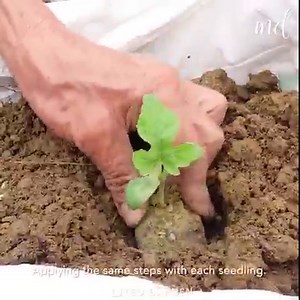 Simple way to grow watermelons at home!🍉🍉 | MetDaan Creative