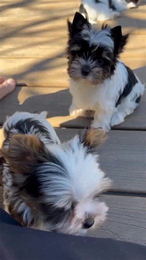So Adorable Yorkie Puppies ... 😍😍😍😍 #yorkie #yorkshireterrier #yorkiepuppies #yorkielove #yorkieoftheday #yorkiepuppy #yorkielife #yorkieoftheday #yorkielovers #yorkies #Viral | I Love Yorkshire Terrier