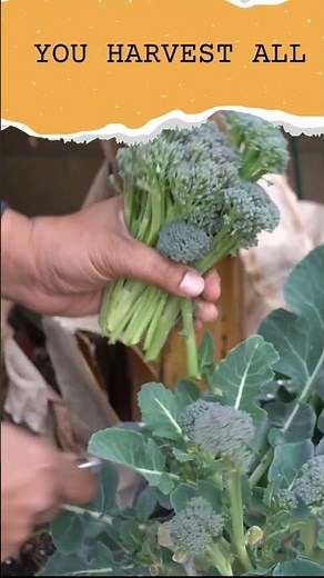 Harvesting Broccoli Side Shoots: Maximize Your Garden's Yield!