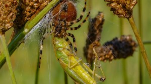 Spider’s catch in the morning light