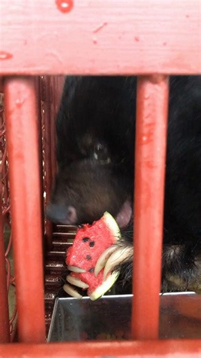 Buzz and Armstrong update! The gorgeous Buzz and Armstrong, two adult moon bears Animals Asia rescued last week, are doing really well in quarantine. They are slowly being introduced to new tastes, smells and textures which they are both enjoying, and are even developing favourite foods! While Armstrong is a demonstrative eater, Buzz is slighly more delicate. But we're delighted to say that both of them have big appetites and are loving the food we give them. 😋 #bear #rescuedbear #rescue #rescu