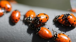 The charming, useful ladybug