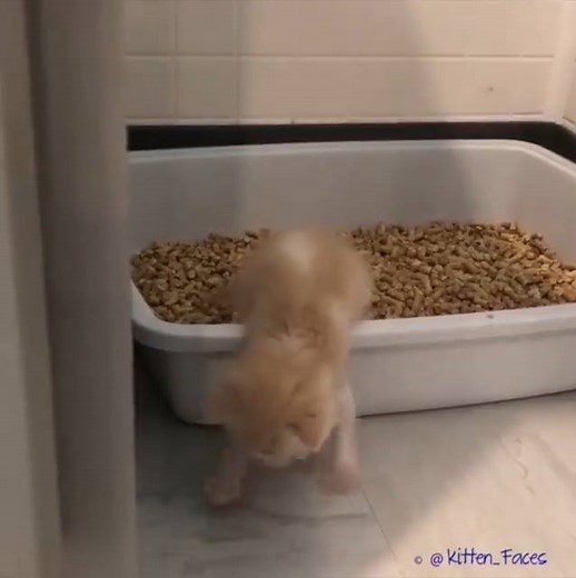 155K views · 7.7K reactions | This tiny girl was the first to use the litter box :) Join our group: Purrtacular | Purrtacular | Facebook