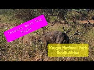 Intense Wart Hog Fight in Kruger National Park