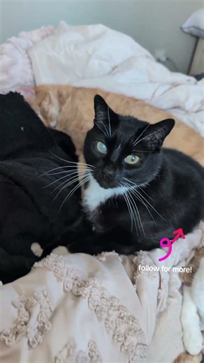 Rent is due you freeloaders! They put in a full time job at the biscuit factory! #cat #cuteanimals