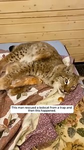 925K views · 45K reactions | This man rescued a bobcat from a trap and then this happened❤ #Amazing #animals #love #fyp #pet | Deandre Ayton | Facebook