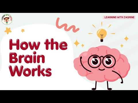 How the Brain Works (Explained Simply) - Learning with Jasmine