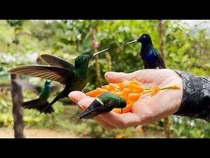 HAND FEEDING HUMMINGBIRDS (Not Clickbait)