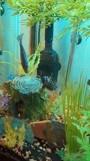 Convict Cichlid parents defend their fry from a Texas Cichlid