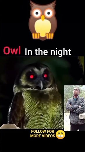 EAGLE VS OWL🦉🦅 #SHORTS