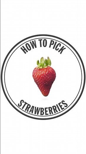 How To Pick Strawberries! | Kentucky Farm Bureau