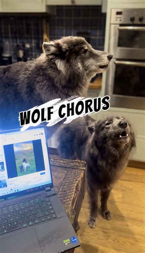 Wolfdogs and Nature: A Howling Adventure in Italy