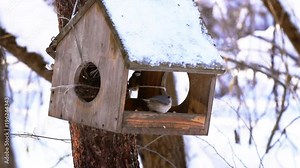 Nuthatch eats feed from the feeder. Nuthatches are omnivorous where they eat mainly insects, nuts, and seeds but now it's winter, snow and bird are all around eating from the feeder.