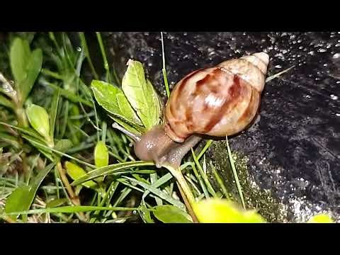 The SECRET Night Life of Garden Snails (You Won't Believe What They Do!)