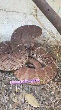 Check out the size of this Rattlesnake in a California yard 🐍