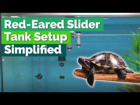 The Red Eared Slider Tank Setup Every Owner Gets Wrong