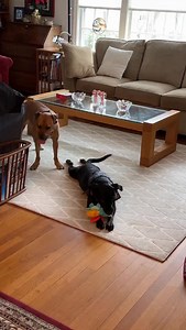 Just two best buds spending their first Christmas together 🥰 | Katie and Tate’s Foster Mates