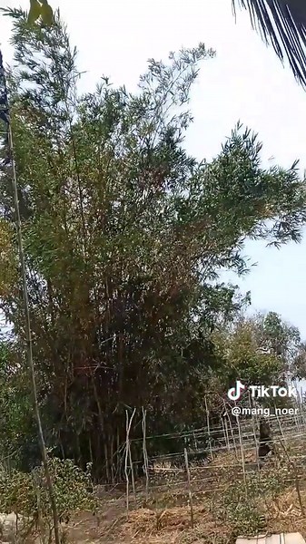 angin barat sudah mulai muncul , fase transisi angin muson timur ke angin barat #petaniindonesia🇮🇩🇮🇩🇮🇩🌿🌿 #petanimuda #petanimilenial #fyp #capcut