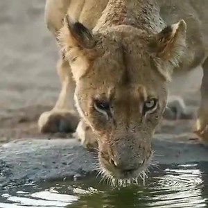 A Beautiful lioness 😍💖 | Animals Of Africa